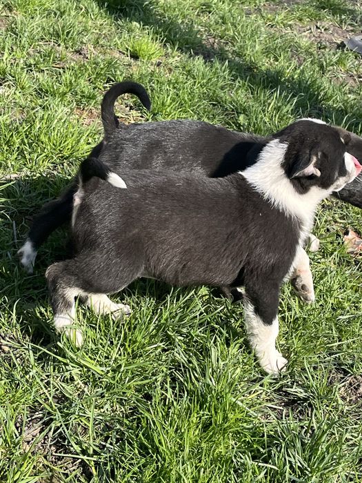 Відам цуценята в добрі руки безкоштовно