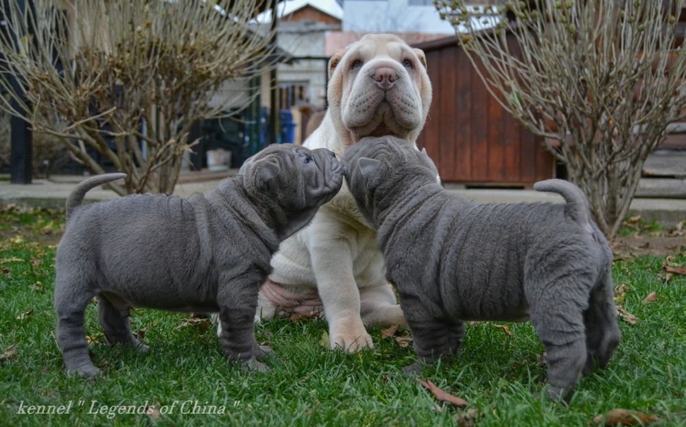 Шар-Пеі   VIP цуценята