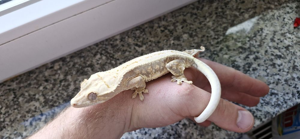 Gekony orzęsione (samice,samce)