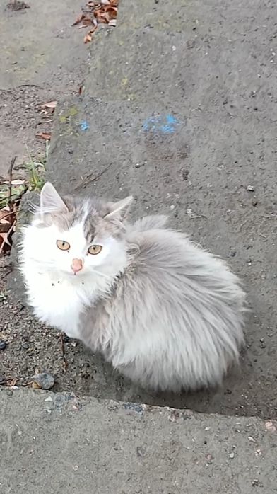 Прилаштовуються в надійні руки