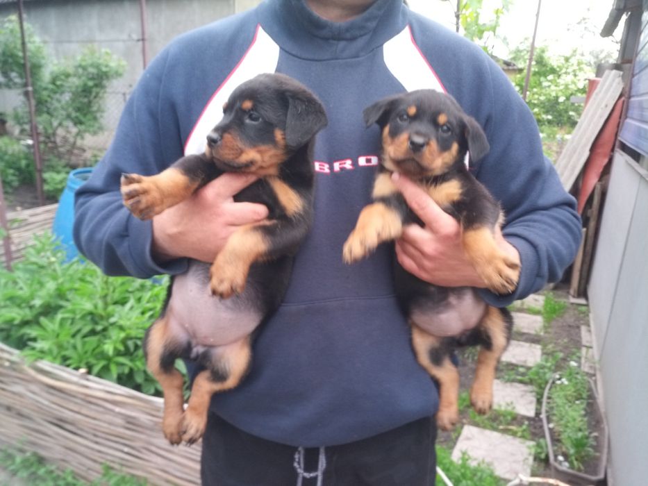 Ротвейлер для вязки