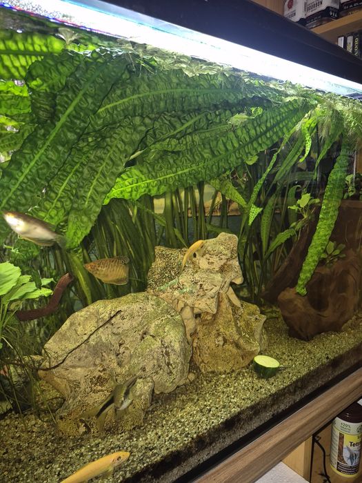 Sprzedam Kryptokorynę