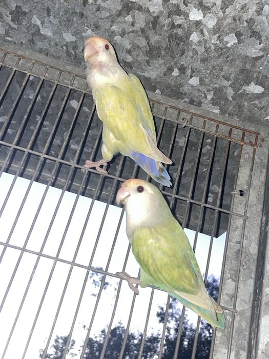 Agapornis Roseicollis