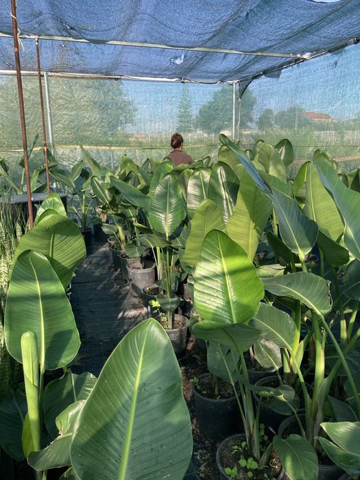 Estrelicia augusta/ estrelicia gigante