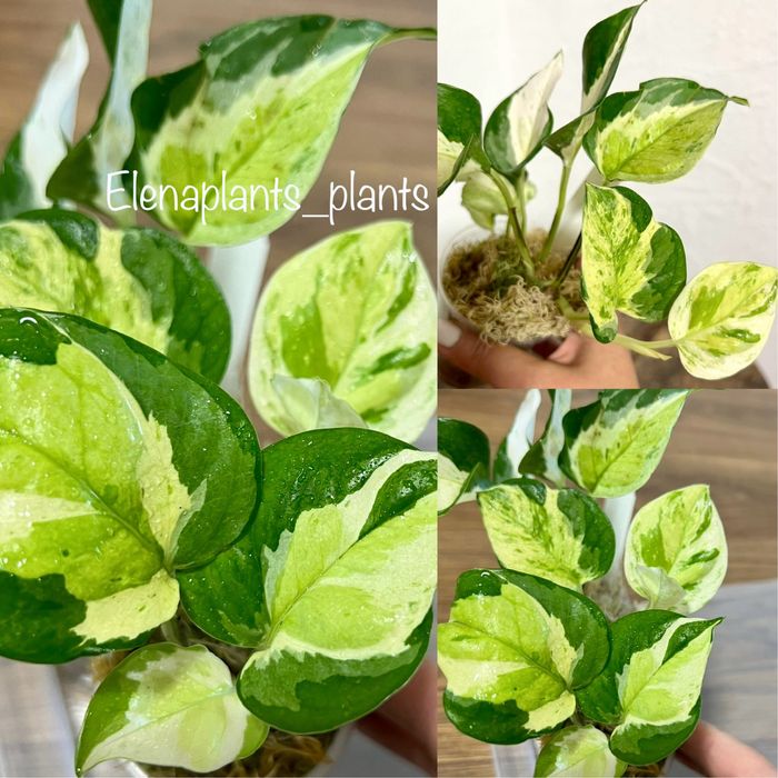 Эпипремнум Japanes Global tricolor, Champs Elysees,Giganteum, Neon Joy