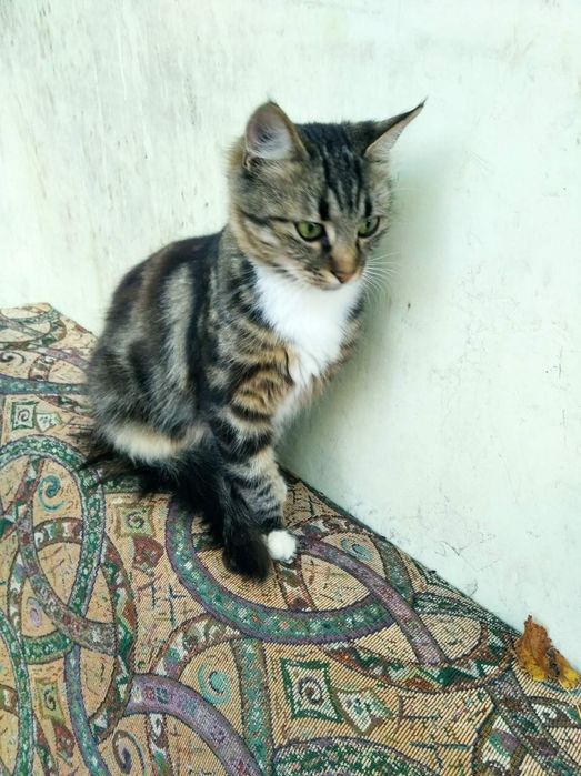 Віддамо в добрі руки!