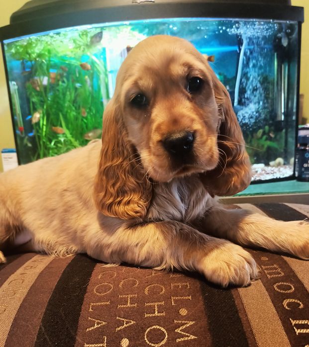 Piękna suczka Cocer spaniel angielski