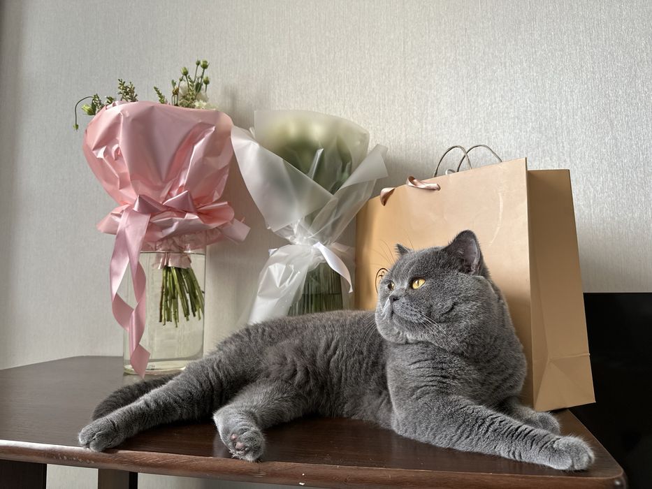 Вязка с лучшим котом Украины ! Шотландский кот прямоухий