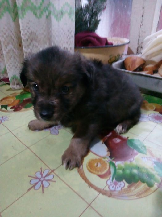 Щенки.Отдам в хорошие руки.