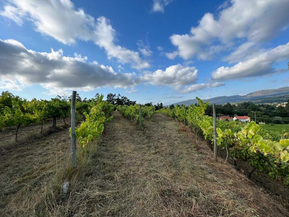 Quinta com vinha em Valença (Torre, São Julião)