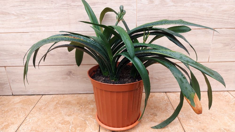 Обменяю на орхидею