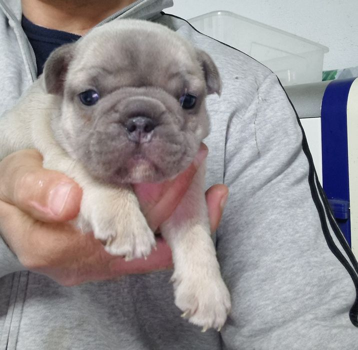 Bulldog Francês Blue Fawn