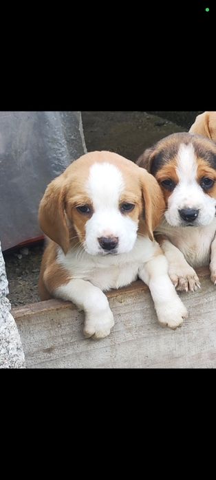 Cachorro cruzado para adoção