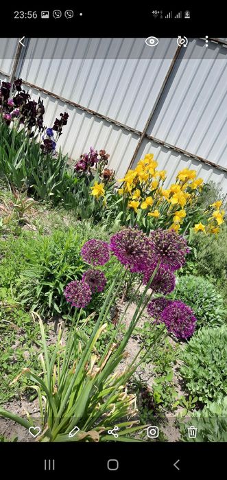 Іриси квіти  садові