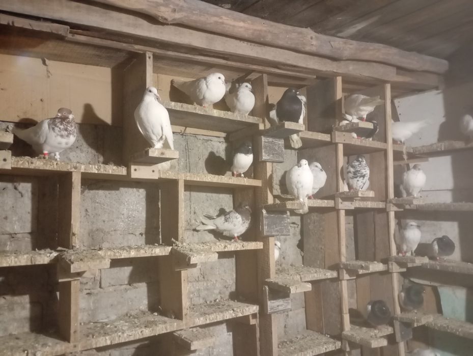 Golebie jasne i budapeszty