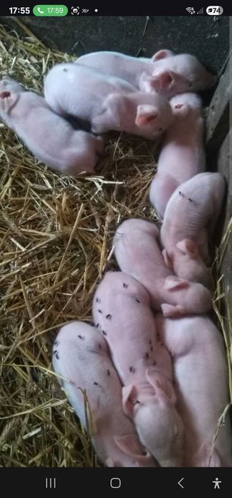 Sprzedam warchlaki trzymiesieczne