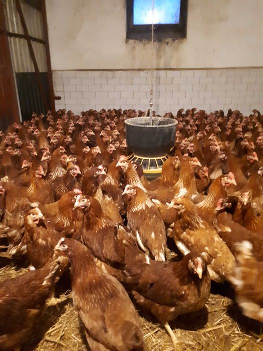 Kury nioski młode zdrowe Rosa Messa Dominant Leghorn Dowóz Gratis