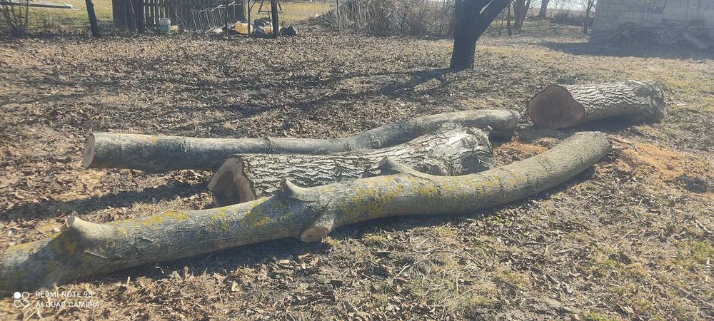 Pnie orzecha włoskiego