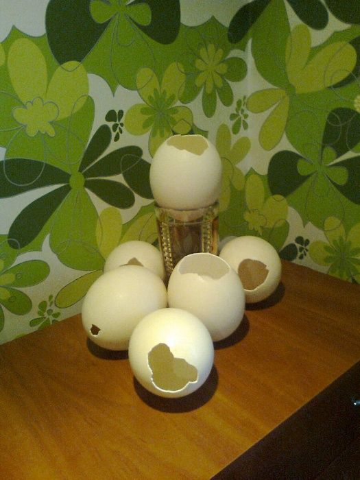 Sprzedam strusie wydmuszki