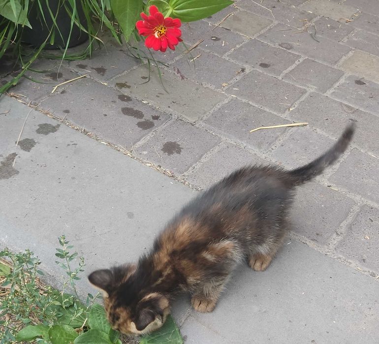 Котята для частного сектора  и квартиры на Фрунзенском