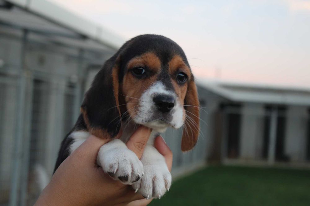 Cachorro Beagle TOP