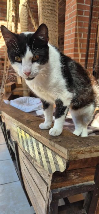 Fantastyczny kocur szuka przyjaciela