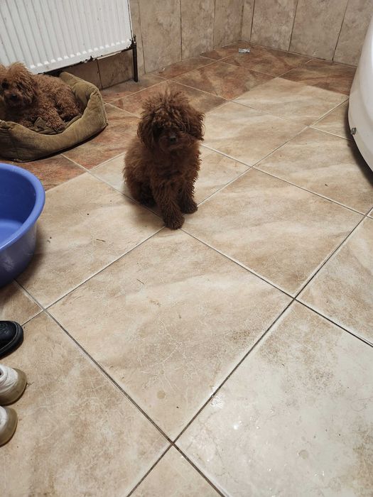 Вязка той пудель