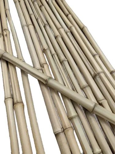 Tutor em canas de bambu