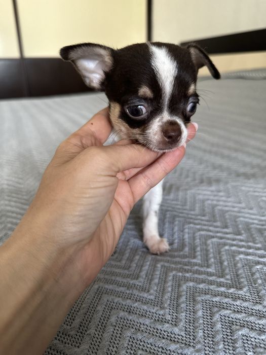 Menino Chihuahua super mini