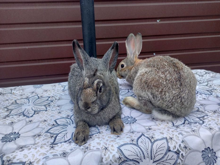 Продаю кроликів (Мікс 2-х різних порід)