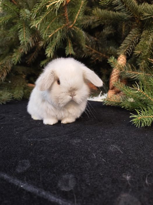 Króliczki Mini Lop.