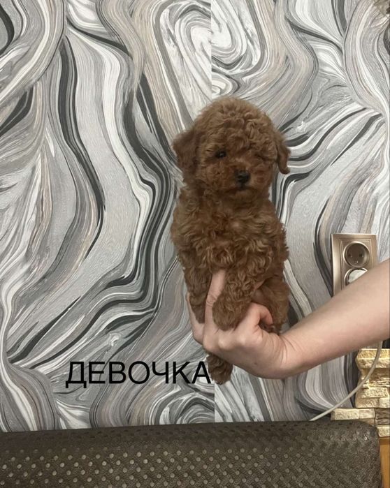 мальтипу и той пудель детки