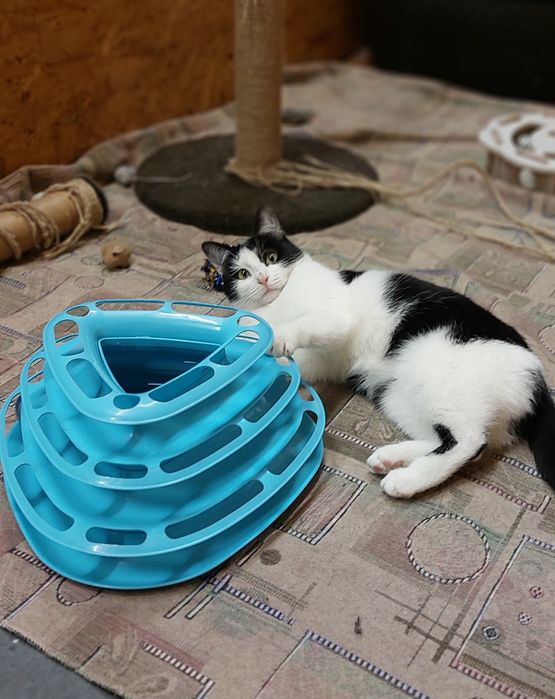 Дніпро. Киця шукає сім'ю.