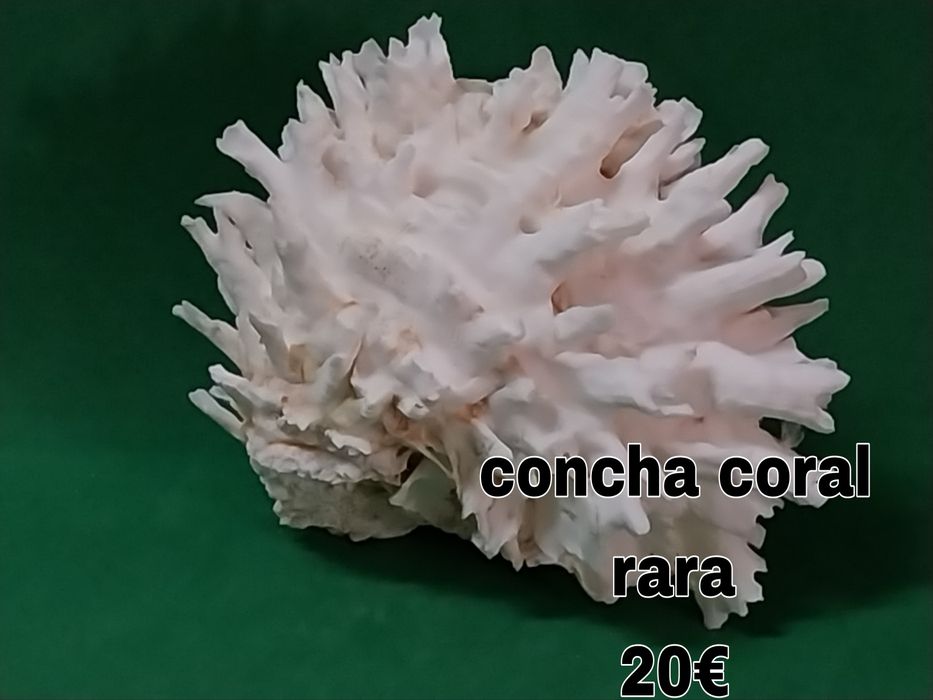 Búzios conchas etc