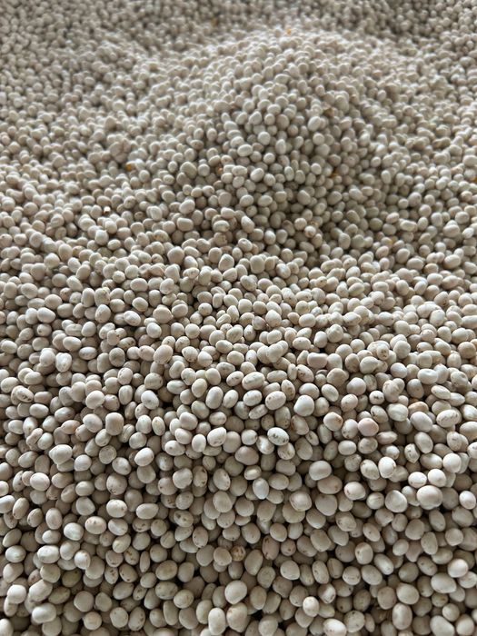 Łubin słodki BORUTA zbiór 2025