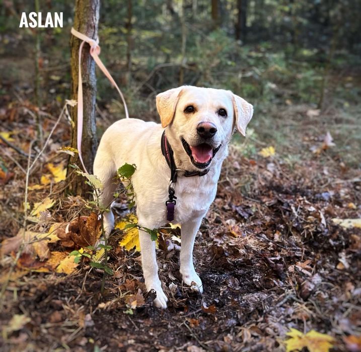Labrador do adopcji