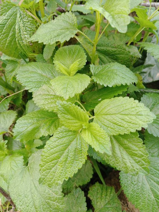 Erva cidreira fresca