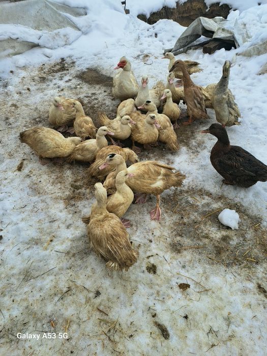 spszedam kaczki  drze