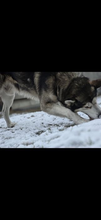 Husky szuka domu