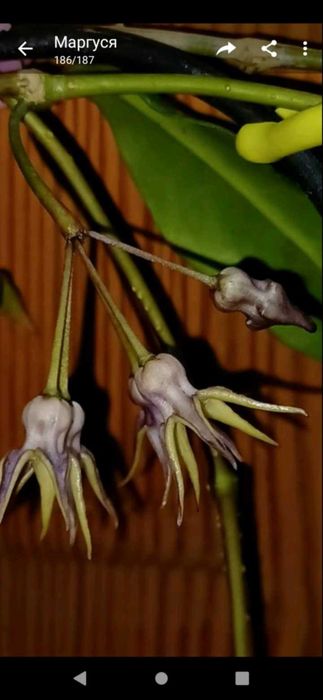 Хойя Hoya Telosmoides