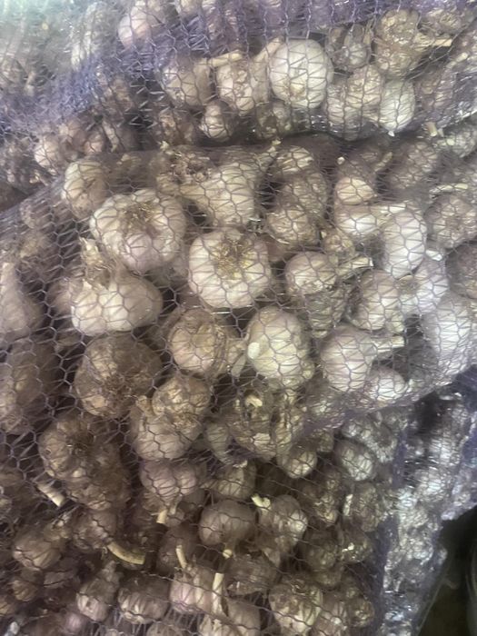 Зимовий часник Любаша