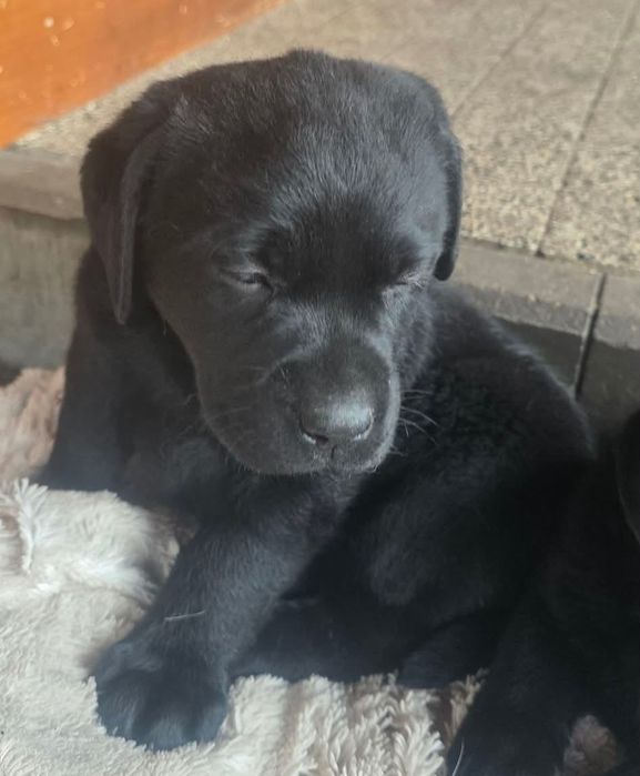 Szczenięta Labrador