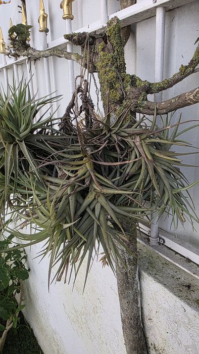 Tilandsia, planta aérea, sem vaso
