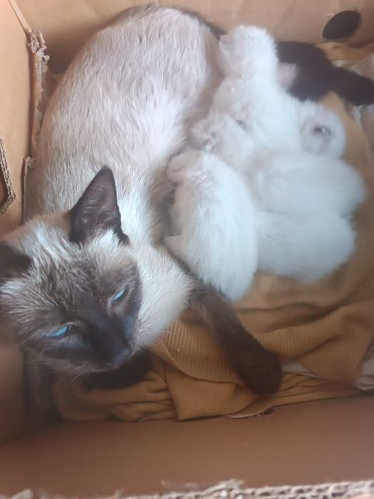 Сіамські кошенята