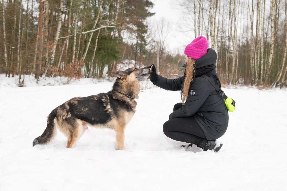 BARYCZ ułożony, spokojny psiak w typie owczarka prosi o dom 9l.28kg