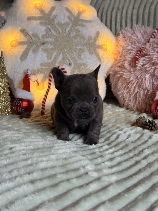 Buldog francuski do rezerwacji