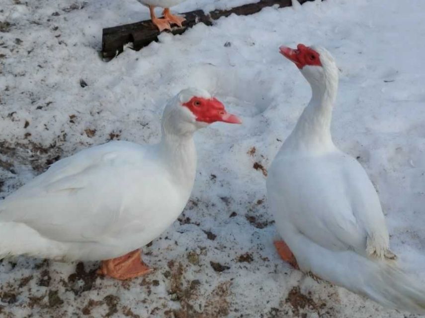 Качки Німецької лінії