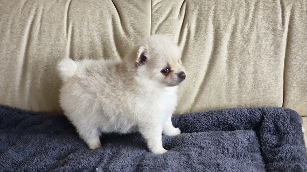 Spitz alemão lulu da Pomerânia fêmea (país com lop),entrego em todo  o país