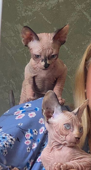 Продаю девочку сфинкс эльф