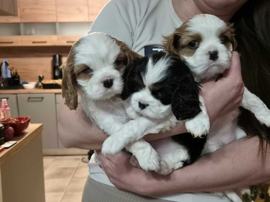 Cavalier King Charles Spaniel - suczka